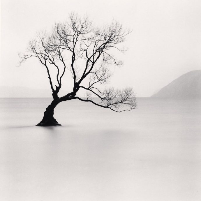 Wanaka-Lake-Tree-Study-Michael-kenna