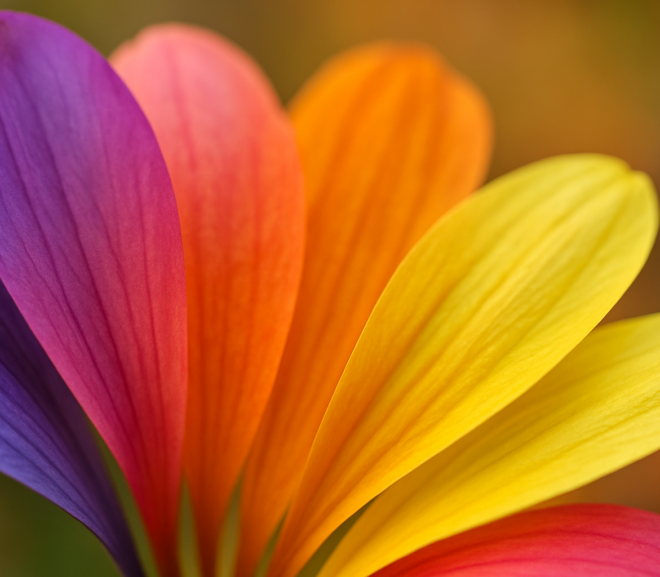 pétales multicolores aux couleurs naturelles illustrant la balance des blancs