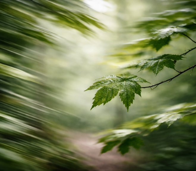 Exemple de flou de mouvement en photographie de nature avec des feuilles agitées par le vent et un élément net au premier plan