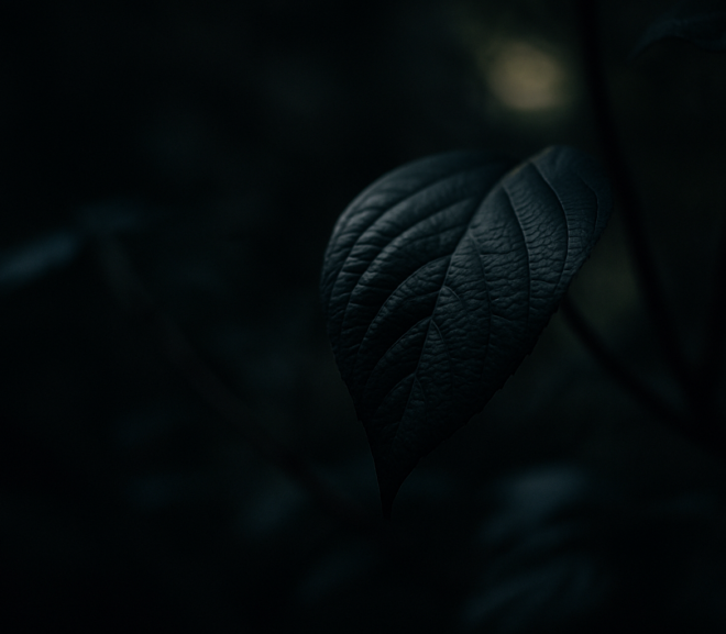 feuille sombre éclairée doucement, exemple de photo trop sombre